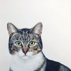Дворовая кошка 