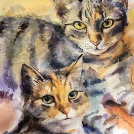 Коты
