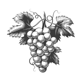 Hand drawn grapes bunch sketch. Engraving grapes with leaves