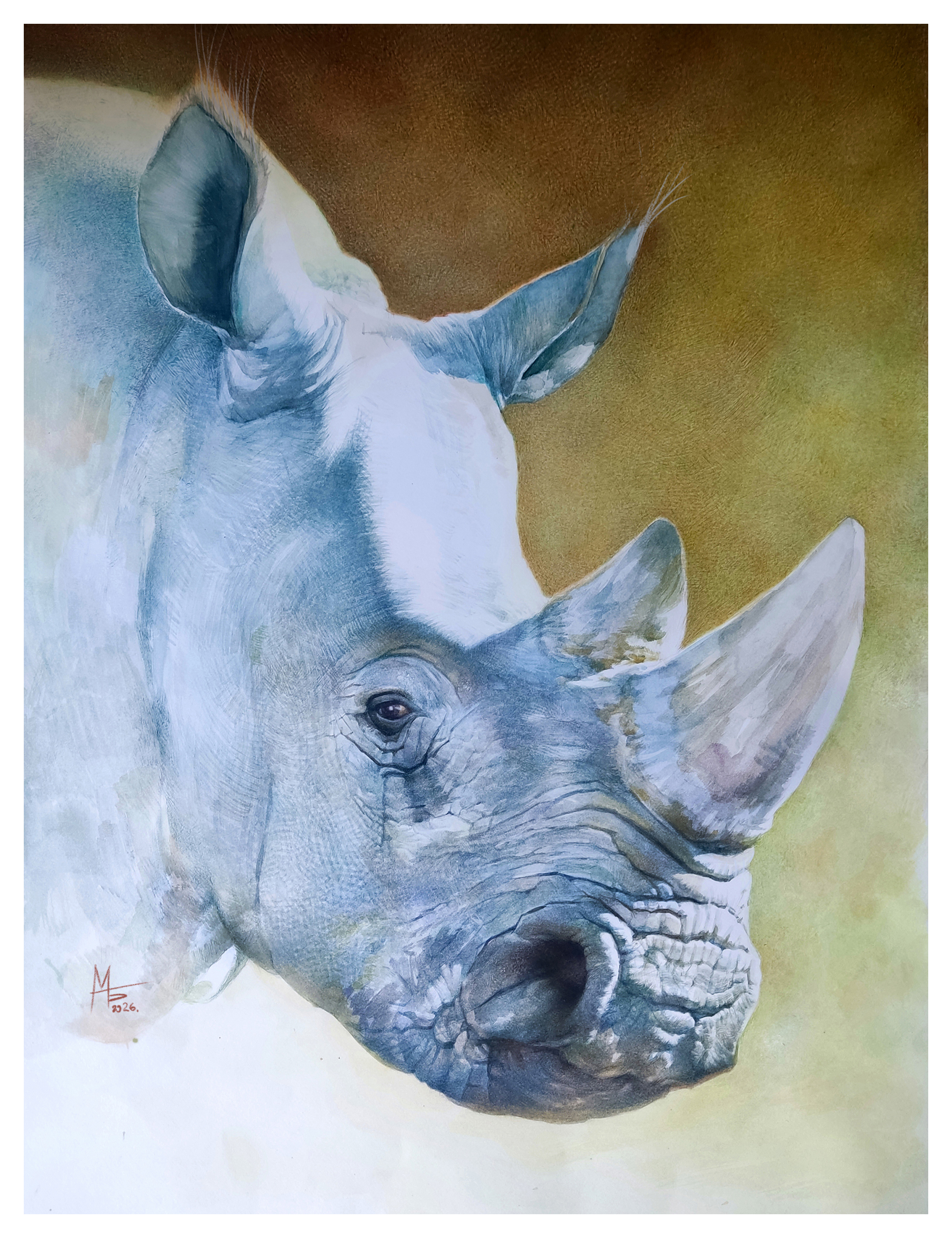 White Rhino (rhinoceros)