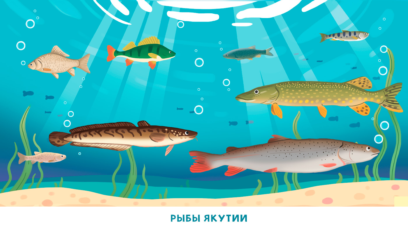 Иллюстрации для книги "Животные и растения Якутии"