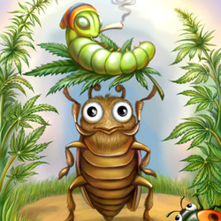 marijuana bug