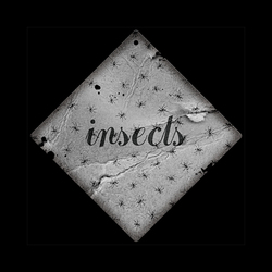 insects