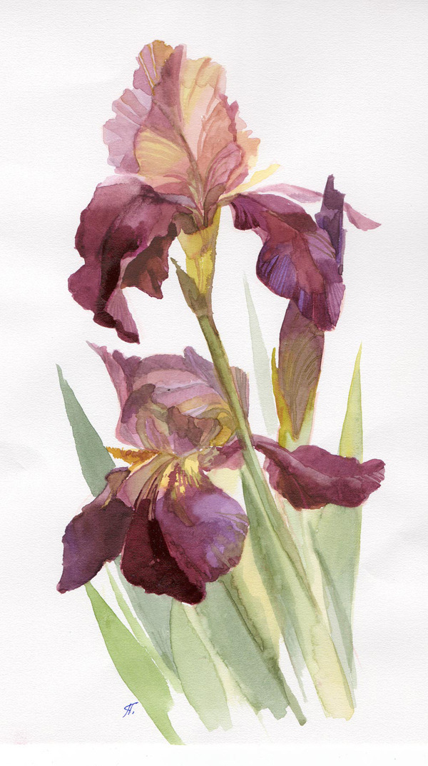 Ирисы emma mulvad. Ирис guilt by association. Ирис режим работы. Игорь левашов ирисы. Лариса ирис.