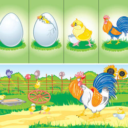 Яйцо-цыплёнок-петух