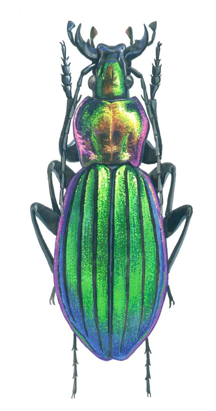 Красивые разноцветные жуки