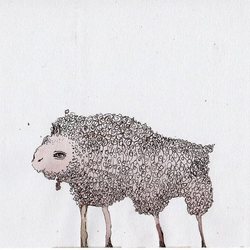 овце-бычок