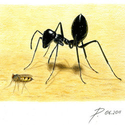 Пустынный муравей