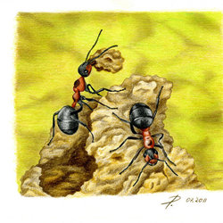 Строительство муравейника