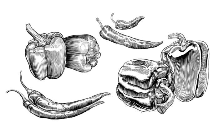 Перец чили рисунок карандашом