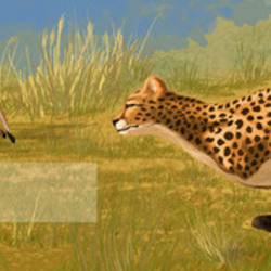 Гепард и антилопы