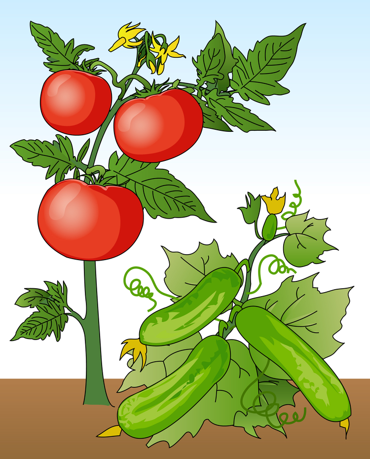 Нарисуем огород там растет два куста ягоды. Помидоры на грядке для детей. Куст томата. Овощи для огорода в детском саду. Помидор для детей.