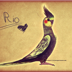 Rio