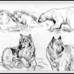 Медведи  и волки, карандаш,20x30sm