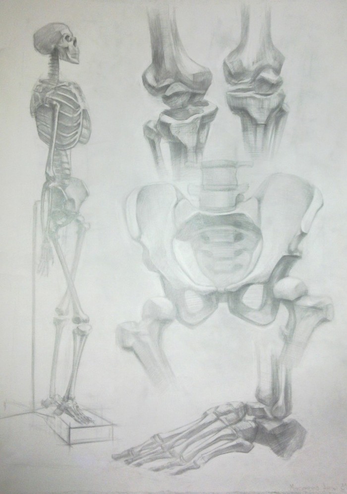 Академический рисунок скелет человека