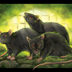 Чумные крысы.