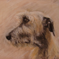 Irish Wolfhound