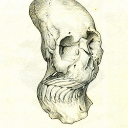 Homo obliqus flexus