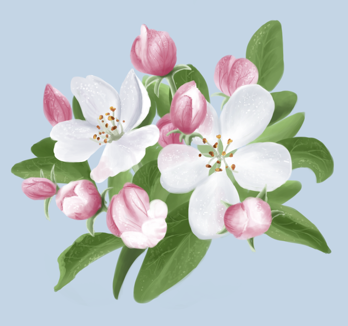 Цветы яблони (128 фото)