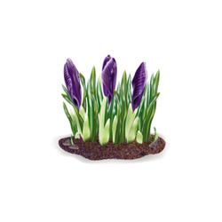 Flowers Spring Crocus