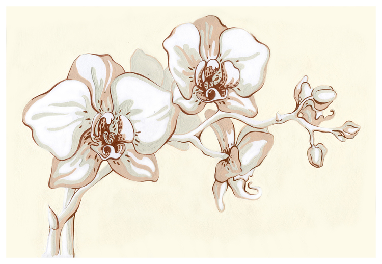 Эту красивую орхидею может нарисовать каждый. Возьми на вооружение пошаговую инструкцию!