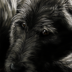 Серый пес