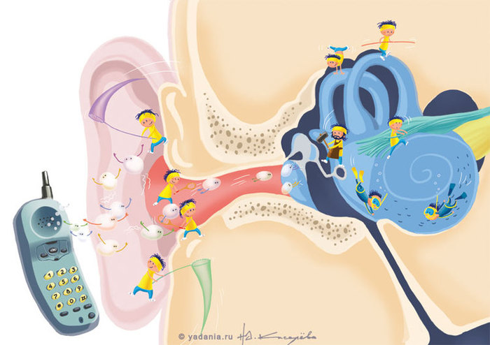 Звуки это то что слышит ухо грамматические. Как мы слышим. Восприятие звука ухом. Звукопроведение и звуковосприятие. Звукопроведение анатомия.