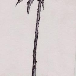 Роза печали