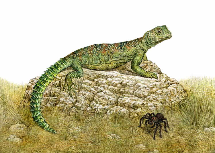 Reptiles mammals. Дрепанозавр.
