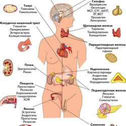 Эндокринные железы