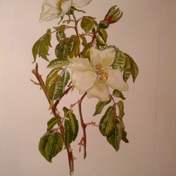 Белая роза, гуашь