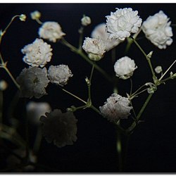 Gypsóphila paniculáta