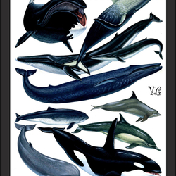 отряд китообразные