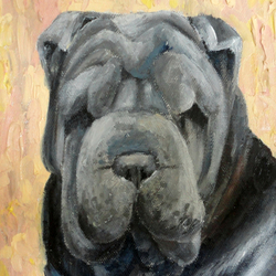 Shar-pei