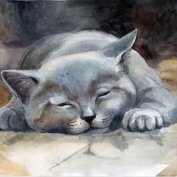 сладкий кошачий сон