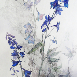 Delphinium