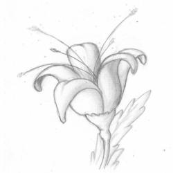 Цветок (карандаш)