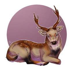 deer