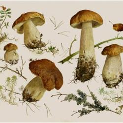 Белые грибы-II