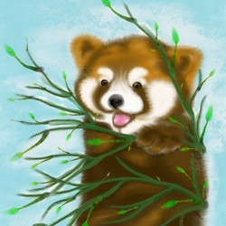 Red Panda 