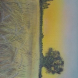 Пшеничное поле