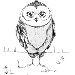 Strict owl