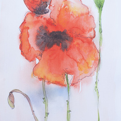 Poppy watercolor