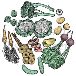 Овощи. Иллюстрация для журнала.