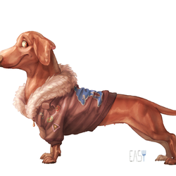 daschund