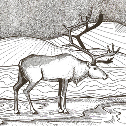 Олень в ночи