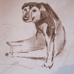 Больная собачка 