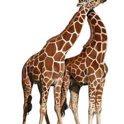 Иллюстрация для книги Брема «Жизнь животных» «Жирафы»