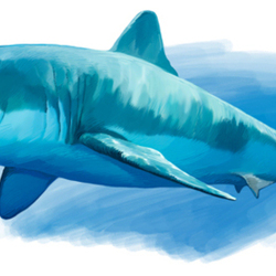 Иллюстрация для книги Брема «Жизнь животных» «Акула»