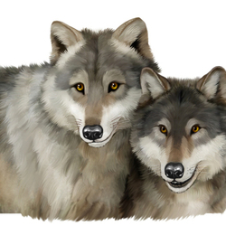 Иллюстрация для книги Брема «Жизнь животных» «Волки»